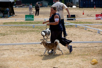 *Ringside Longview WA 2024 Alaska Klee Kai #333