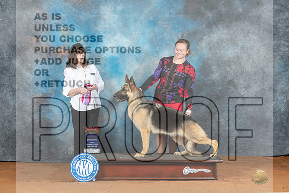 German Shepherd Dog #16 Fri BOSWBM Judge Candee Foss-_MJ_4916e-NRKC2023-HR3