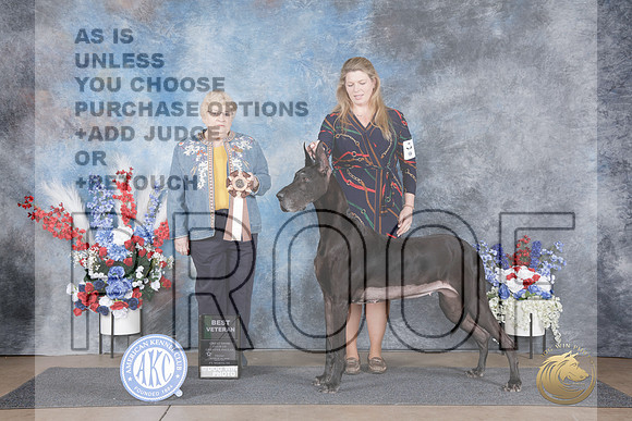 Great Dane #6 Fri BVet Judge Judy Brown-_WP_4084e_Ft. Worth Specialties 2026-HR3