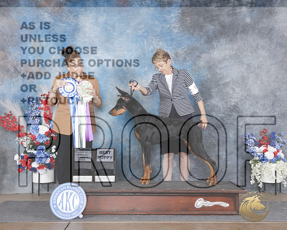 Doberman Pinscher #19 Fri WD BOW BPup Judge Eric Liebes-_WP_4554_Ft. Worth Specialties 2026-HR3