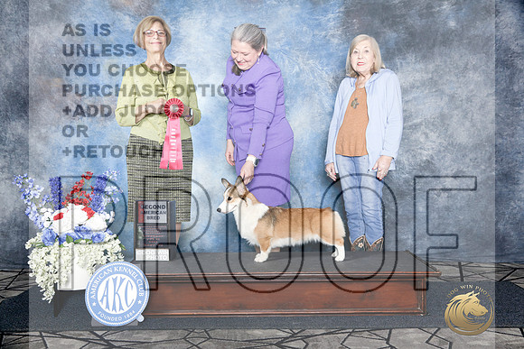 Pembroke Welsh Corgi #40 Sat Am Brd 2nd Judge Deborah Shindle-_WP_3682e_Pembroke Specialty 2026-HR3