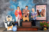 Norwich Terrier #33 SAt BOS Judge Cathy Thompson-Morgan