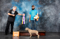 American Bully #237 Sun PBIS Judge Terri Rein