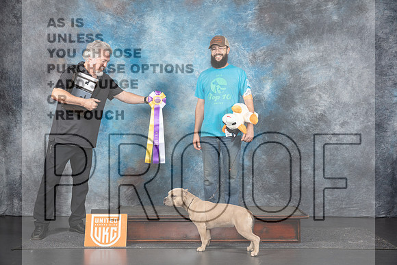 American Bully #237 Sun PBIS Judge Terri Rein__JP_1535_UKCLNGVIEWOCT2024_2024_HR3