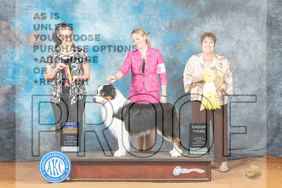 Australian Shepherd #5 Sun BOB Judge Nancy Griego-_MJ_6855e-NRKC2023-HR3