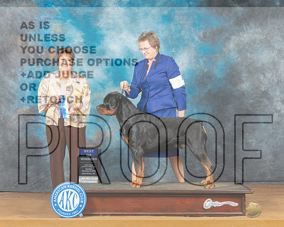 Rottweiler #7 Mon BOW Judge Victoria Jordan-_MJ_8384e-NRKC2023-HR3