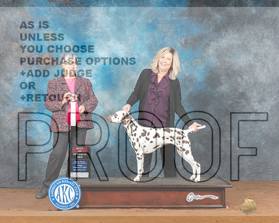 Dalmatian #14 Fri BOS Judge Deborah Barrett-_MJ_4864-NRKC2023-HR3