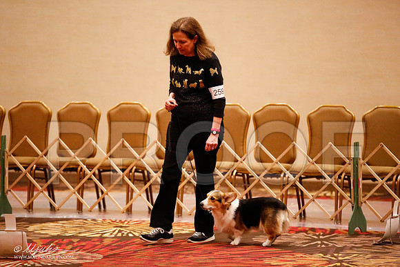 _JJ_7658-HstnCorgiFeb2015-HR3