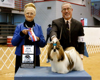 Shih Tzu #15 Sat Major Win Best of Opposite Sex Kilgore Susan Judge N Hafner