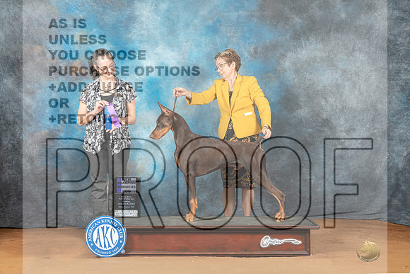Doberman Pinscher #5 Sun WDCh Judge Nancy Griego-_MJ_6765e-NRKC2023-HR3