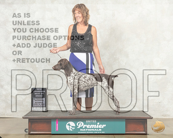 German Shorthaired Pointer #462 BOBNCh Judge Linda Reece__MJ_8368_Premier_2022_HR3