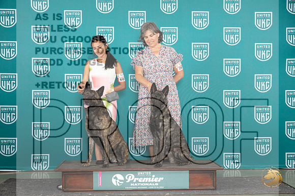 Dutch Shepherd #793 Sun BP Judge Carianna Glenn__JP_2945_Premier_2024_HR3