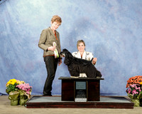 Cocker Spaniel #6 Sat BOS Best in Sweeps Specialty Judge Karen Gordon