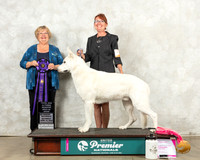 German Shepherd Dog #747 Sat TDRABIS Judge Mary Ellen Meyer