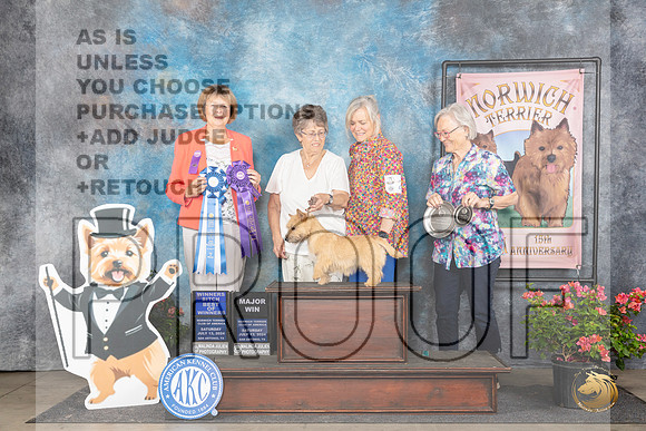 Norwich Terrier #38 Sat WBBOWM Judge Cathy Thompson-Morgan__JP_5385_San Antonio_2024_HR3