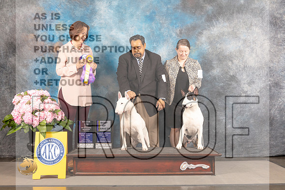 Bull Terrier Colored #15 #18 THUR Judge Susie Harris_MJ_4030_Houston_2022_HR3