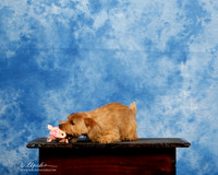 Norfolk Terrier #? Sun Custom Beth Kravetz