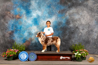 Australian Shepherd Karen Dahle