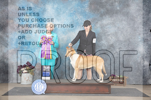 Collie Smooth #6 Sat BISS Judge Sulie Greendale-Paveza__JP_7432_Belton_2024_HR3