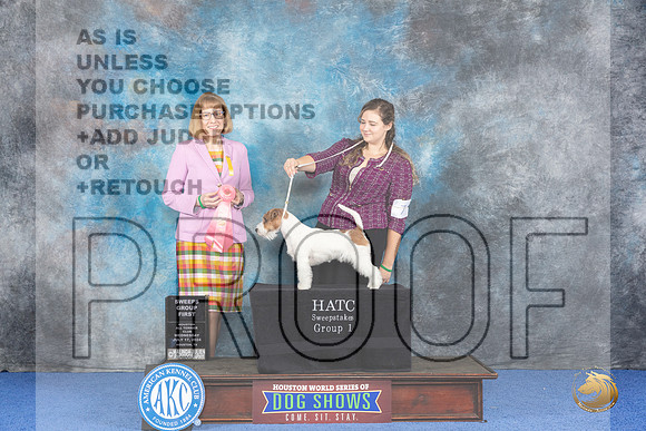 Russell Terrier #7 WED PSw G1 Judge Paula Cohen__JP_6870_Houston_2024_HR3