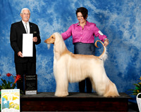 Afghan Hound #5 Fri G4 Klosson Ellen & Karen Wagner Agent Terri Galle Judge Charles Trotter
