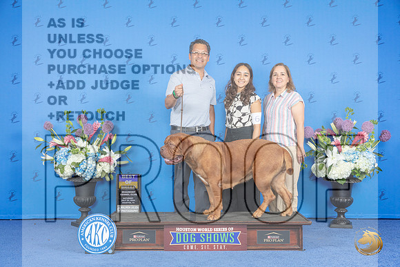 Dogue de Bordeaux #6 SAT BOB Judge Annella Cooper__JP_9920_Houston_2024_HR3