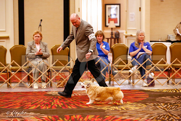 _JJ_9089-HstnCorgiFeb2015-HR3