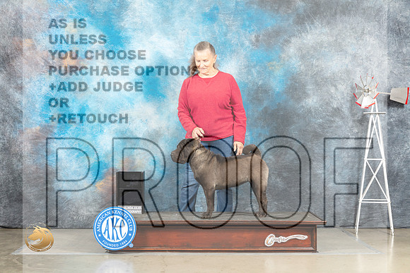 Chinese Shar Pei #5 Sat Mary Nelson r_MJ_4575_Amarillo_2022_HR3