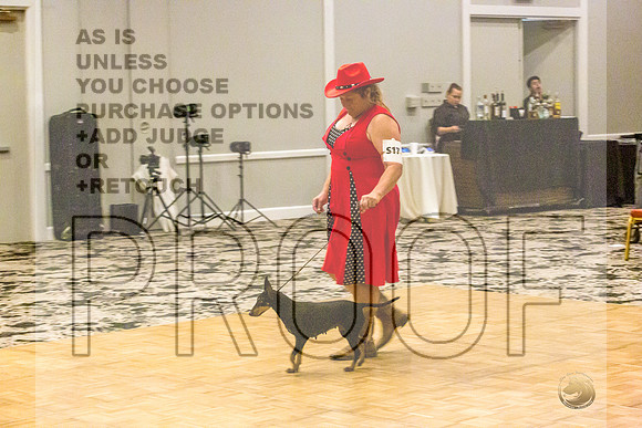 Manchester Terrier MTOY Candids-JJL_2278-Hstn2022_HR3
