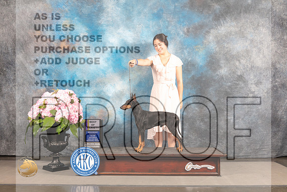 Manchester Terrier Standard #11 SAT BOV Judge Joe Walton_MJ_6788_Houston_2022_HR3