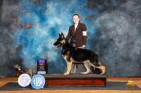 German Shepherd Dog #5 Fri BOBOHBOB Judge Karen Hynek
