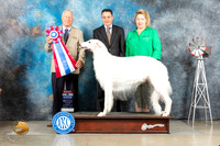Borzoi #5 Thur BIS Judge Eric Liebes