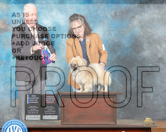 Tibetan Spaniel #17 Sun BOWOHBOBCh Judge Steve Keating-_MJ_7736e-NRKC 2023-HR3