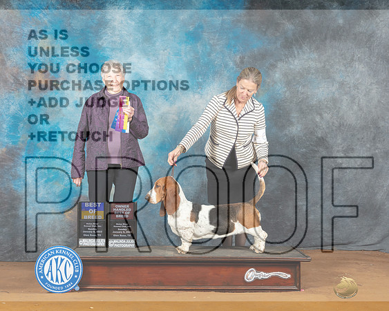 Basset Hound #6 Sun BOBOHBOBBOW Judge Laurie Telfair-_MJ_7393e-NRKC2023-HR3