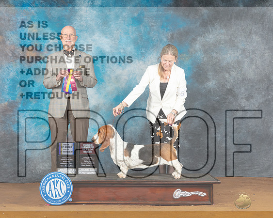 Basset Hound #6 Sat BOBBOWOHBOB Judge Ronald Horn-_MJ_5831e-NRKC2023-HR3
