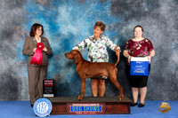 Redbone Coonhound #7 WED G2 Judge Barbara Scherer