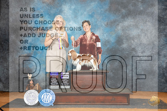 Cavalier King Charles Spaniel #8 Sun BOB Judge Pamela Wilson__JP_8501_MARSHALL_2024_HR3