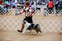 Australian Shepherd Sat Ring
