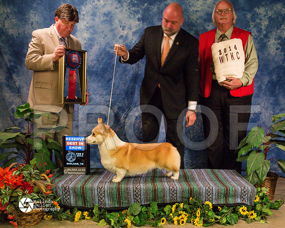 corgiPW-9459-MidFeb14-HR