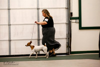 Rat Terrier  BOV Sat