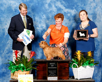 Norfolk Terrier #11 Sun WD BOW AOM Pelletier Lori Judge R Garren +A1