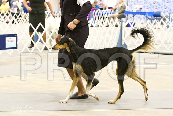 saluki-3456LR
