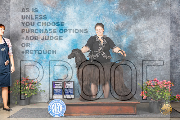 Afghan Hound #24 WBBOSM Judge Polly (Mrs Robert) D Smith__JP_4147_San Antonio_2024_HR3