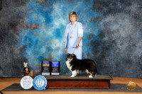 Shetland Sheepdog #6 Sun nWBBOWBOB Judge Lisa Graser