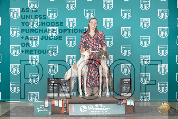 Ibizan Hound #491 Saluki T10BOB __JP_2015_Premier_2024_HR3