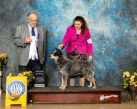 Australian Cattle Dog #9 Fri G4 Judge John Wade