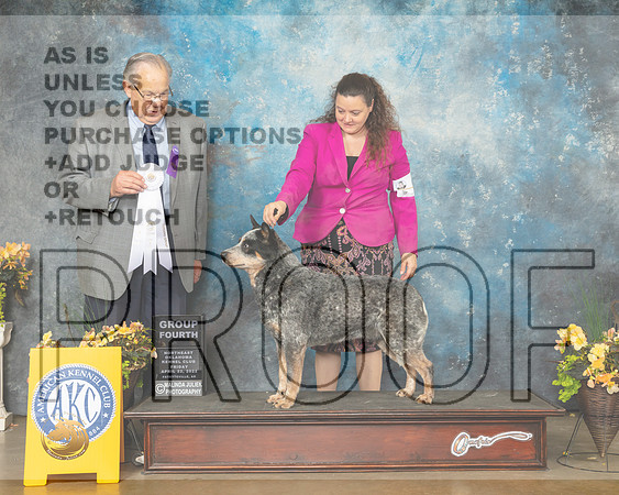 Australian Cattle Dog #9 Fri G4 Judge John Wade-MMJ_9723-NWARK2022-HR3