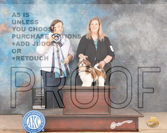 Shih Tzu #14 Sat BISBBX Judge Cindy Knox-MMJ_4343-Abilene2022-HR3