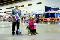 Miniature Schnauzer #8 Fri NC WB Lande Marilyn and Lyle Harstad Agent Jorge Olivera Judge R Stein +A1