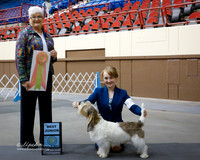 Junior Showmanship #J601 Petit Basset Griffon Vendeen Sun Best Junior Handler Katherine Howell Zigich Jan and Lora Megli Judge Murrel Purkhiser San Angelo Nov 2013